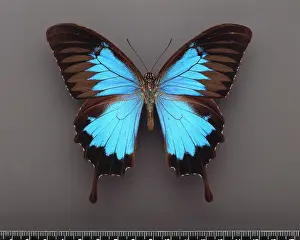 Swallowtail: Papilio ulysses, ulysses butterfly