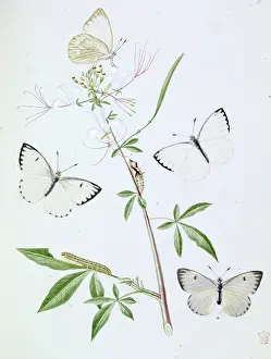 Swallowtail: Papilio, white butterfly