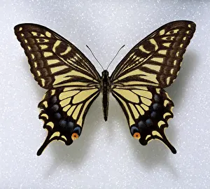 Swallowtail: Papilio xuthus, swallowtail butterfly