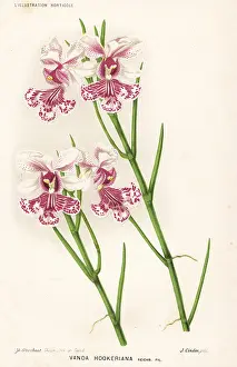 Stroobant: Papilionanthe hookeriana orchid