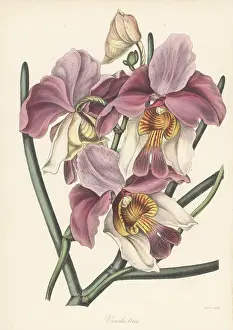 Volume 5: Papilionanthe teres orchid