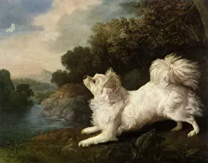 Chases: Papillion, by Stubbs