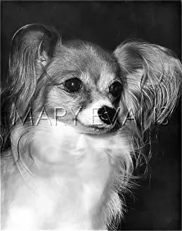 Papillon: PAPILLON