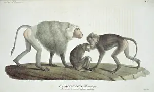 Baboon: Papio hamadryas, hamadryas baboon