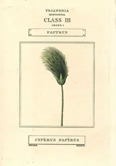 Cyperus: Papyrus grass, Cyperus papyrus