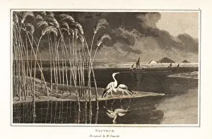 Zoography: Papyrus grass growing on the edge of the Nile river