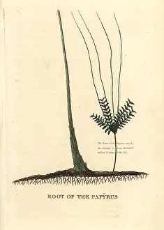 Cyperus: Papyrus grass root, Cyperus papyrus
