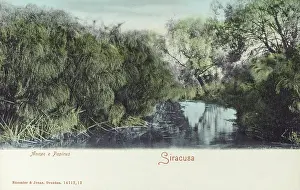 Siracusa: Papyrus Plants on the River Anapo