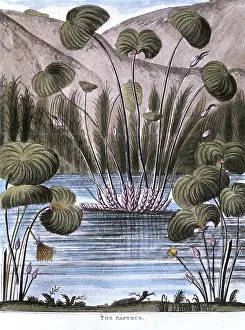 Roots: Papyrus reed (Cyperus papyrus): Stem of the reed