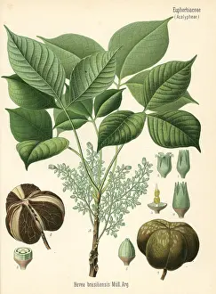 Brasiliensis: Para rubber tree or sharinga tree, Hevea brasiliensis