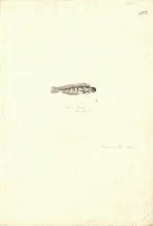Cornutus: Parablennius cornutus