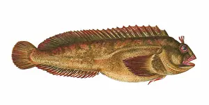 Blenny: Parablennius gattorugine, or Tompot Blenny