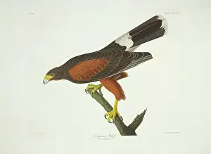 Harriss: Parabuteo unicinctus, Harris hawk