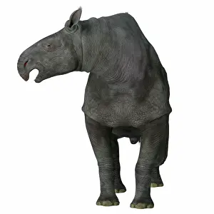 Eocene: Paraceratherium mammal on white background