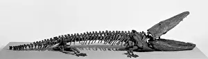 Temnospondyli: Paracyclotosaurus davidi