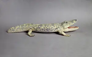 Temnospondyli: Paracyclotosaurus davidi, model