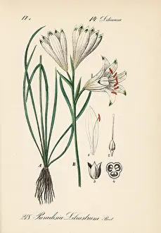 Paradisea: Paradise lily, Paradisea liliastrum