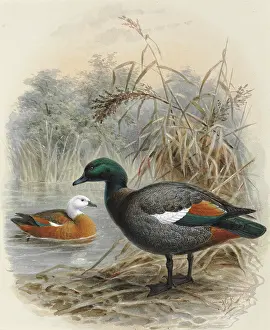 Fowl: Paradise Shelduck Putangitangi
