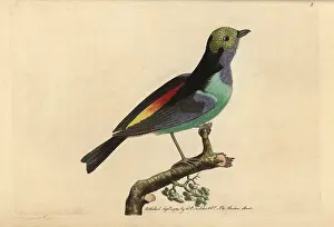 Chilensis: Paradise tanager, Tangara chilensis
