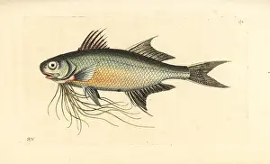 Threadfin: Paradise threadfin, Polynemus paradiseus