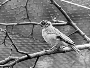 Whydah: PARADISE WHYDAH