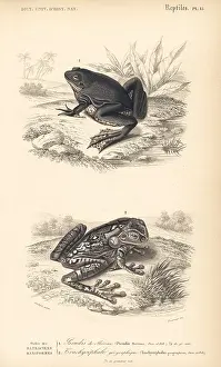 Oudart: Paradoxical frog and black-spotted casque-headed tree frog