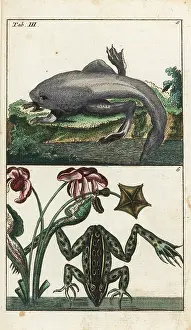 Paradoxical: Paradoxical frog and Labyrinthine toad-frog