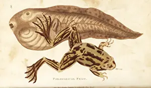 Tadpole: Paradoxical frog, Pseudis paradoxa