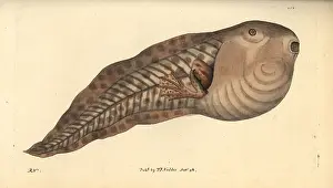Tadpole: Paradoxical frog, Pseudis paradoxa, tadpole stage