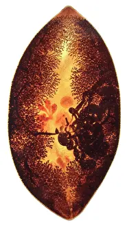 Lung: Paragonimus sp. parasitic worm