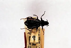 Darwinii: Parahelops darwinii, beetle