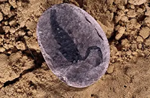Lobsters: Paraisobuthus prantli, scorpion