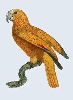 Parakeet: Parakeet