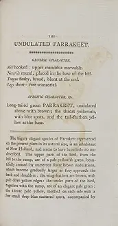 Parakeet: Parakeet undulated