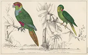 Coquette: TWO PARAKEETS - 2