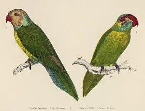 Parakeets: TWO PARAKEETS