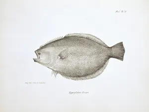 Galapagos: Paralichthys adspersus, fine flounder