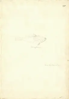 Maori: Paranotothenia magellanica, Maori cod