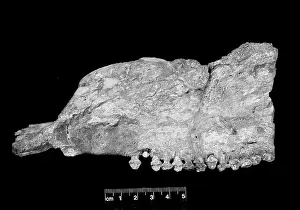Thyreophoran: Paranthodon africanus