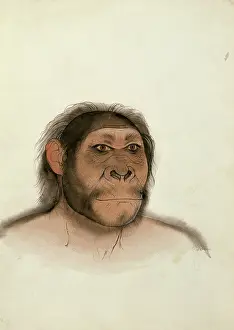 Olduvai: Paranthropus boisei (based on OH5)