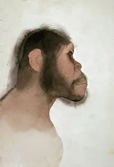 Olduvai: Paranthropus boisei (OH5)