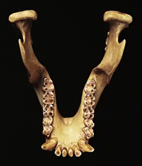 Paranthropus robustus jaw bone