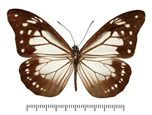 Brush Footed: Parantica dabrerai