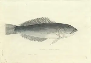 Gadidae: Parapercis colias, blue cod