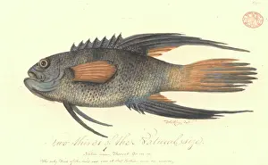 Watling: Paraplesiops bleekeri, eastern blue devil