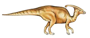 Ankylopollexia: Parasaurolophus