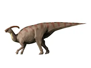 Duckbill: Parasaurolophus dinosaur