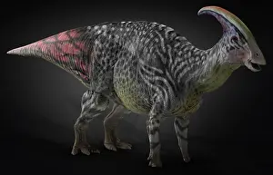 Duckbill: Parasaurolophus dinosaur, side view