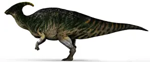 Duckbill: Parasaurolophus dinosaur, side view on white background