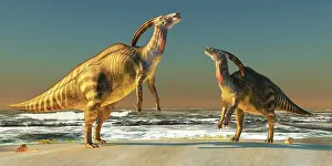 Parasaurolophus: Two Parasaurolophus dinosaurs bellow at each other